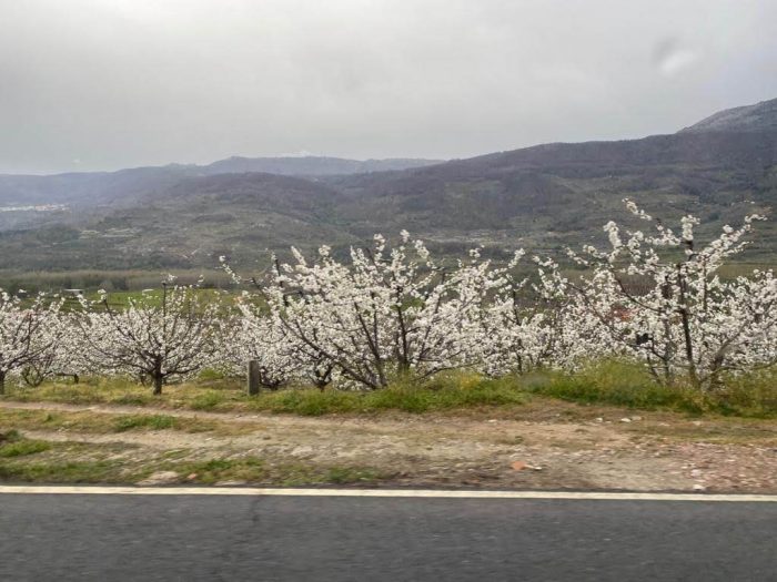 La floración del cerezo en el Valle del Jerte