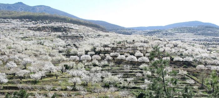 La floración del cerezo en el Valle del Jerte