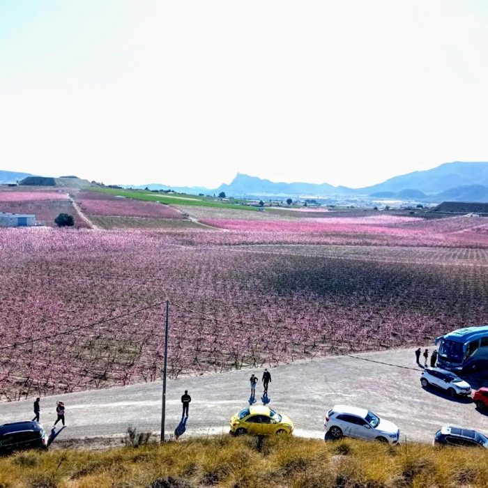 Visita de la floración en Cieza, Murcia