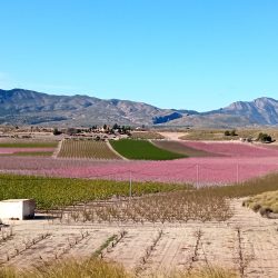 Visita de la floración en Cieza, Murcia